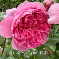 バラ,ロサオリエンティス,バラ大好き,バラの家,お家園芸の画像