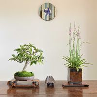 ネジバナ,ネジバナ,ネズミモチ,ネズミモチ,盆栽の画像