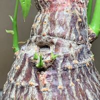 パキラ,観葉植物,塊根植物,復活,その他部屋の画像