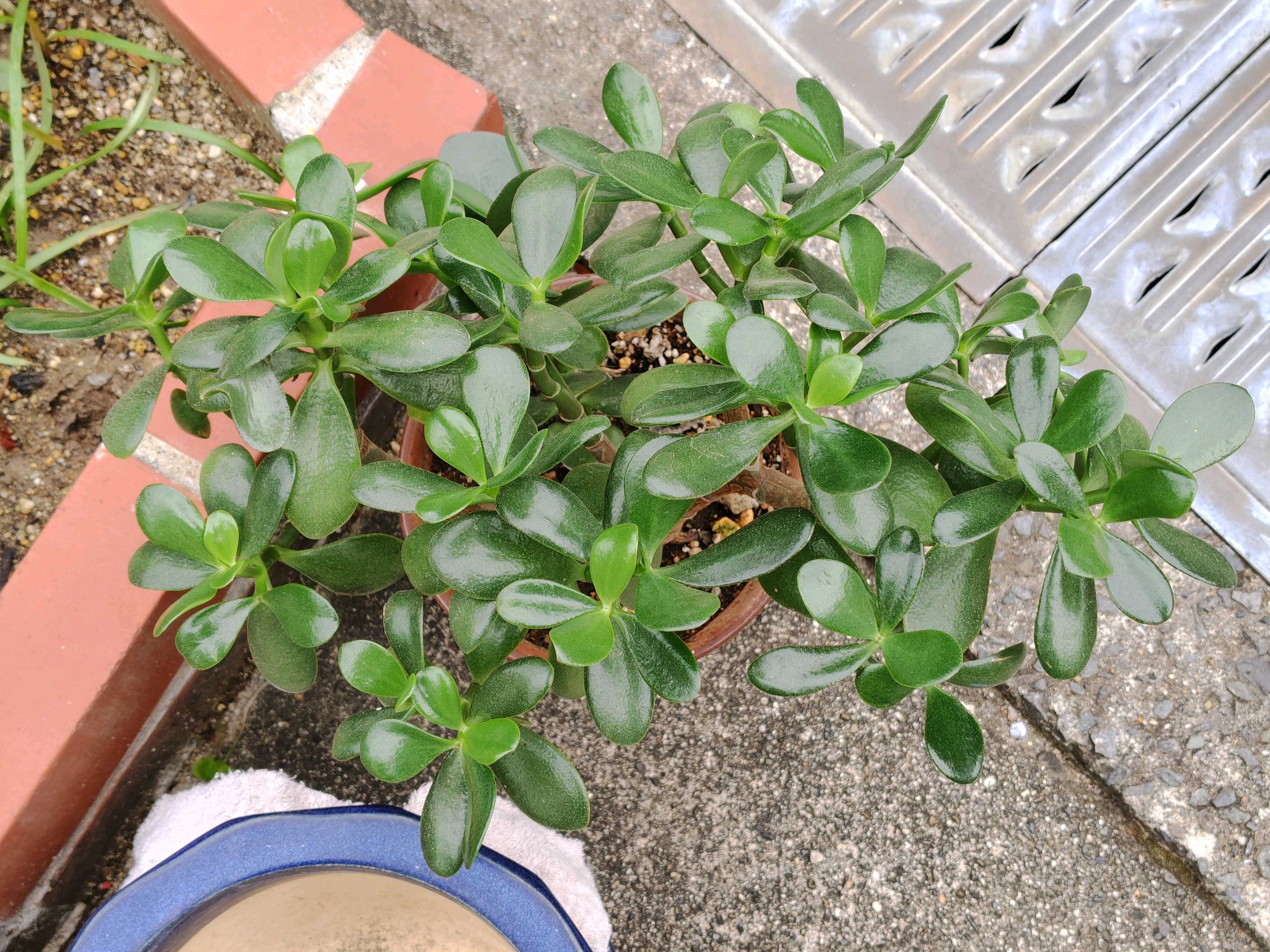 ビカクシダ キッチャクード細葉タイプを板付け｜🍀GreenSnap（グリーン