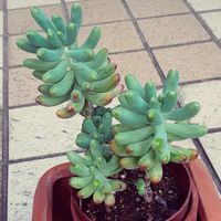 乙女心,多肉植物,セダム属の画像