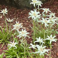 エーデルワイス,山野草,箱根湿性花園の画像
