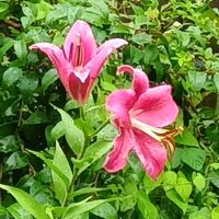 オクラ,カサブランカ,カンナ,デュランタの画像