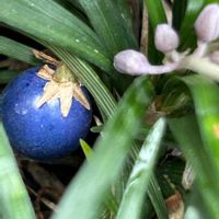 タマリュウ,タマリュウ,青い実,バルコニー/ベランダの画像