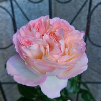 オーブ,春バラ,バラを楽しむ,バラのある暮らし,バラが好きの画像
