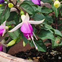 フクシア,外出先にての画像