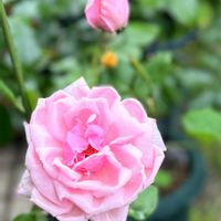 バラ,薔薇,バラ ディスタントドラムス,ディスタントドラムス,ラ・フランスの画像