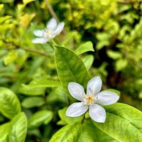 セイロンライティア,白い花が好き,庭の画像