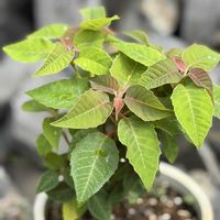 ポインセチア,平和を願う☆,夏越し中のポインセチア,小さな庭の画像