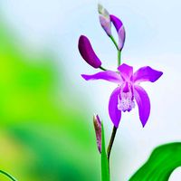 アガパンサス,シラン,ハナトラノオ,今日のお花の画像