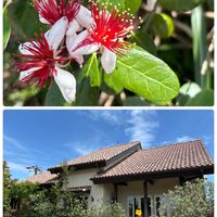 フェイジョア,アナベル,いつも、いいね❤をありがとうございます‼,今日も素敵な1日を〜,幼稚園のママ友さんとお出かけの画像