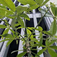 パキラ,観葉植物,植物のある暮らし,botanical life,15年以上の画像