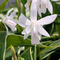 シラン,紫蘭,お花,今日のお花,ウォーキングにての画像