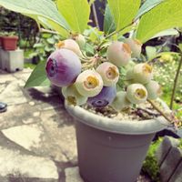 ブルーベリー,ガーデニング,野菜と果物の話,家庭菜園の画像
