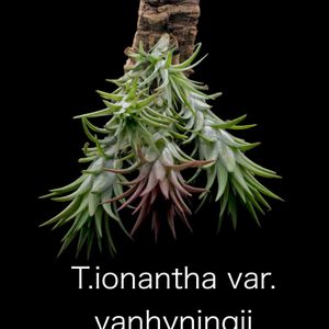 イオナンタ,観葉植物,エアープランツ/チランジア,植物は友だちの画像