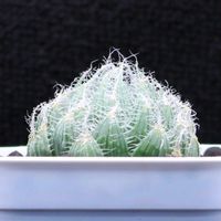 ハオルチア,多肉植物,ハオルチア属,多肉大好き,植物育成ライトの画像