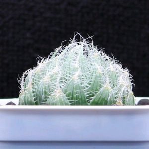 ハオルチア,多肉植物,ハオルチア属,多肉大好き,植物育成ライトの画像
