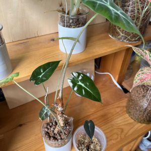 サトイモ科,アロカシア,アロカシア,観葉植物,ハイドロカルチャーの画像