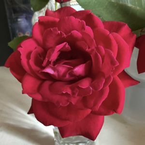ジョンウォータラー,バラ、薔薇、ばら,鉢植え,切り花を楽しむ,綺麗✨の画像
