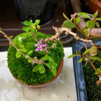 クコ,盆栽風,ベランダの画像