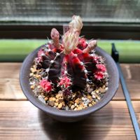 多肉植物いろいろ,ギムノカリキウム,多肉棚,開花待ち,お庭開発中の画像