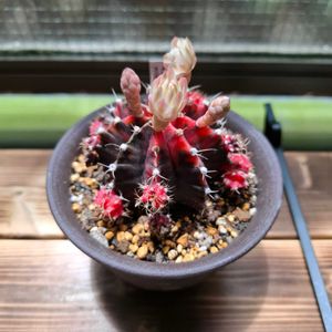 多肉植物いろいろ,ギムノカリキウム,多肉棚,開花待ち,お庭開発中の画像