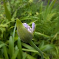 アガパンサス,ヘメロカリス,天草市,家庭園芸,季節の花便りの画像