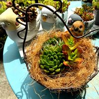 火祭り,多肉色々,セダム色々,多肉植物,ガーデニング雑貨の画像