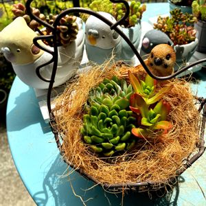 火祭り,多肉色々,セダム色々,多肉植物,ガーデニング雑貨の画像
