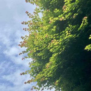 モミジ,イロハモミジ,イロハモミジ,癒し,空との画像