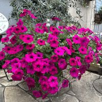 サフィニア,サフィニア パープルミニ,可愛い,花のある暮らし,お花大好き♡の画像