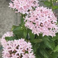 トレニア,オリヅルラン,フルーツパプリカ,八重咲きペンタス,かわいいな♡の画像