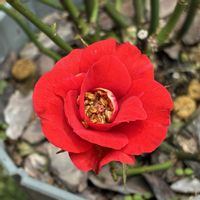 バラ,ミニバラ,薔薇,可愛い,薔薇♪の画像