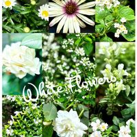 庭の花,白い花,花が好き,やっぱり花が好き♡,癒しのひと時の画像