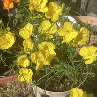 カリロファス サニーチャープ,カリロファス・サニーチャーブ,ガーデニング,花のある暮らし,お花を楽しむの画像