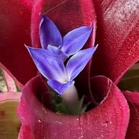 ネオレゲリア・ファイヤーボール,観葉植物,鉢植え,ガーデニング,アナナスの画像