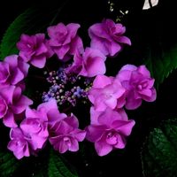 季節の花,京都丹波亀岡,小さな庭の画像