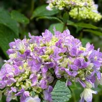 アジサイ,アジサイ舞孔雀,紫陽花 舞孔雀,山野草,癒しの画像