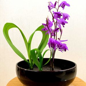 カーネーション,カーネーション,シラン,シラン,シランの画像
