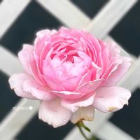 スモークツリー,ガーデニング,可愛い,ピンクの花,良い香りの画像