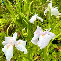 ヘメロカリス,花ショウブ,花ショウブ,花ショウブ,ニッコウキスゲ？の画像