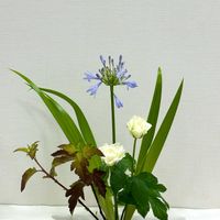 アガパンサス,シャガ,薔薇,ベビーバンズ(紅葉),アメリカシモツケ ディアボロの画像