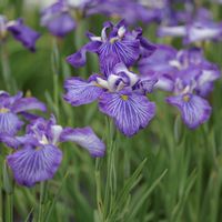 アヤメ,ジャーマンアイリス,紫陽花 アジサイ あじさい,初夏,梅雨に負けないの画像