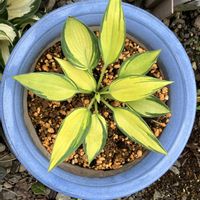 ギボウシ,ホスタ ジューン,多年草,ホスタ,花のある暮らしの画像