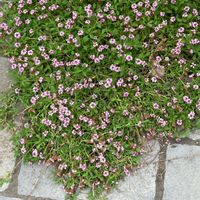 ヒメイワダレソウの画像