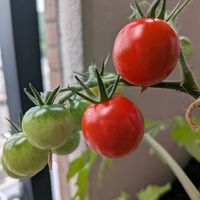 ミニトマト,多肉植物,花のある暮らし,おうち園芸,バルコニー/ベランダの画像