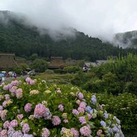 アジサイ,タチアオイ,タチアオイ,ヤナギハナガサ,ヤナギハナガサの画像