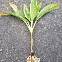 ドラセナ,観葉植物,LDKの画像