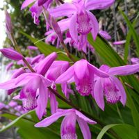 シラン,庭の宿根草,おうち園芸,フェンスの画像