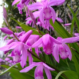 シラン,庭の宿根草,おうち園芸,フェンスの画像
